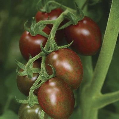 CHOKO BABY PLUM F1