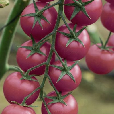 PINK HONEY F1