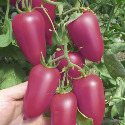 PINK HORN F1