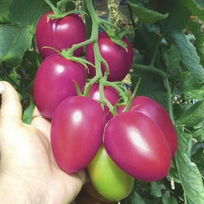 PINK PLUM F1