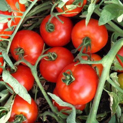 RED PACK F1