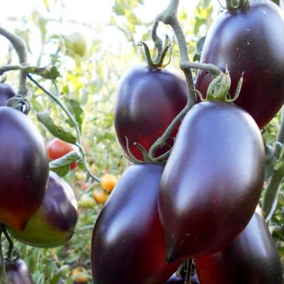 DEEP PURPLE F1