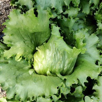 EL SALADA