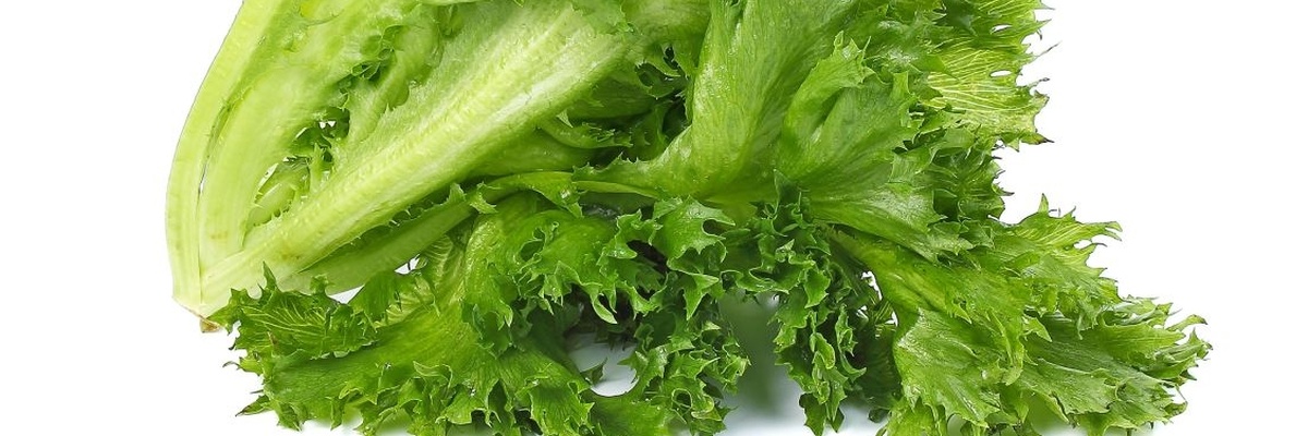 ЭЛЬ ЛИФ (El Leaf)