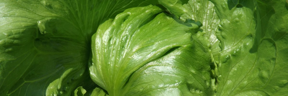 lettuce_cat
