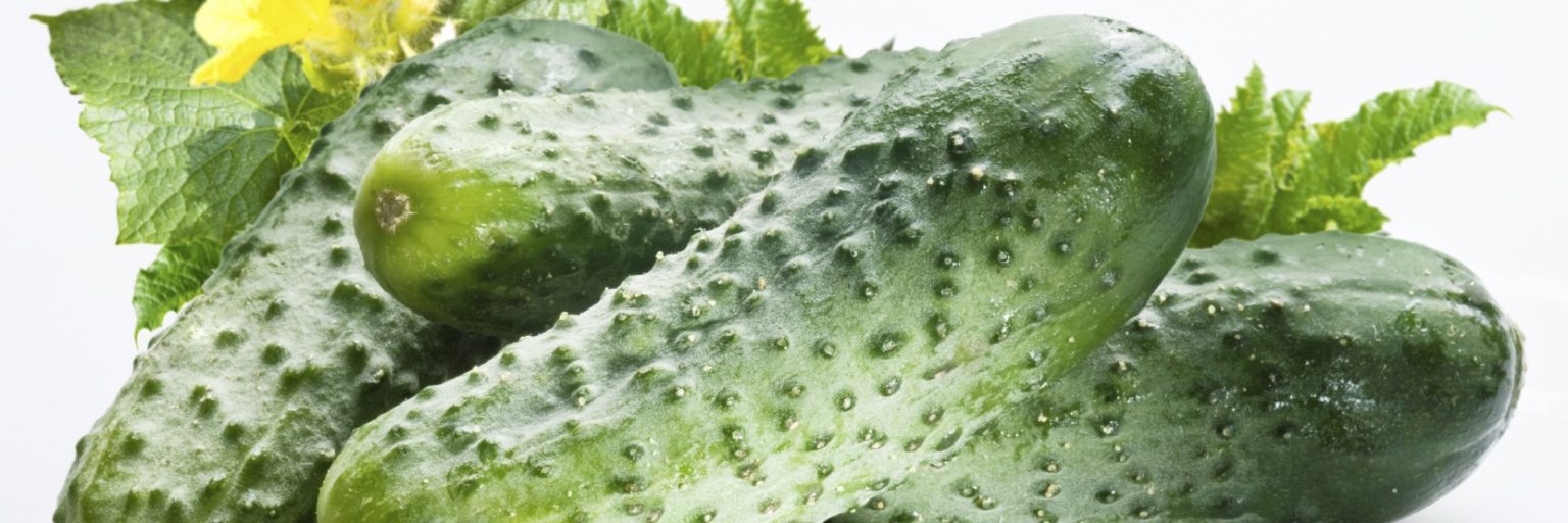 Bodringning PARFENOKARPIK NAVLARI cucumbers_m-ok